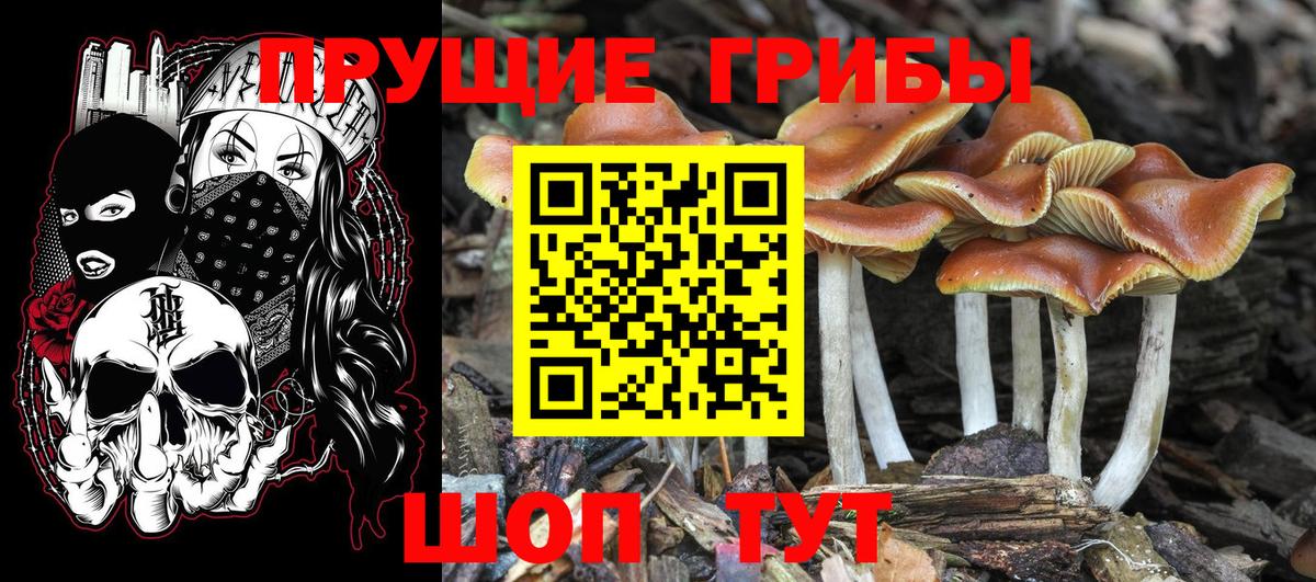 Галлюциногенные грибы GOLDEN TEACHER  Вход с VPN  Миллерово 